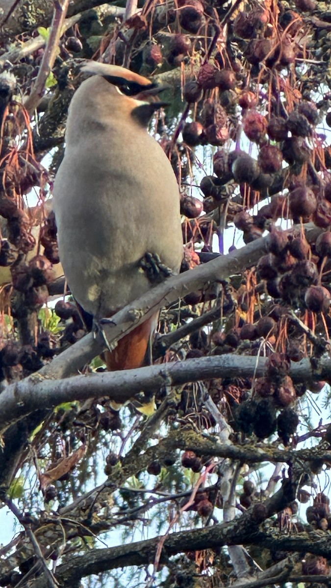 Bohemian Waxwing - Greg Lambeth