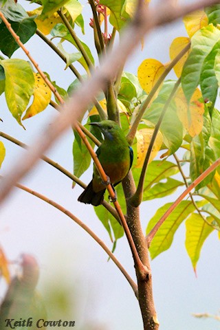 Orange-bellied Leafbird - Keith Cowton