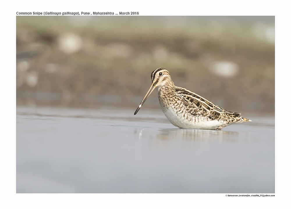 Common Snipe - Saravanan Janakarajan