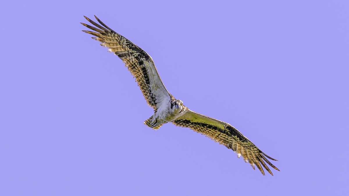 Águila Pescadora - ML617222362