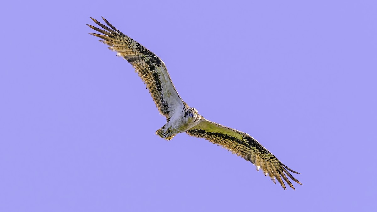 Osprey - ML617222362