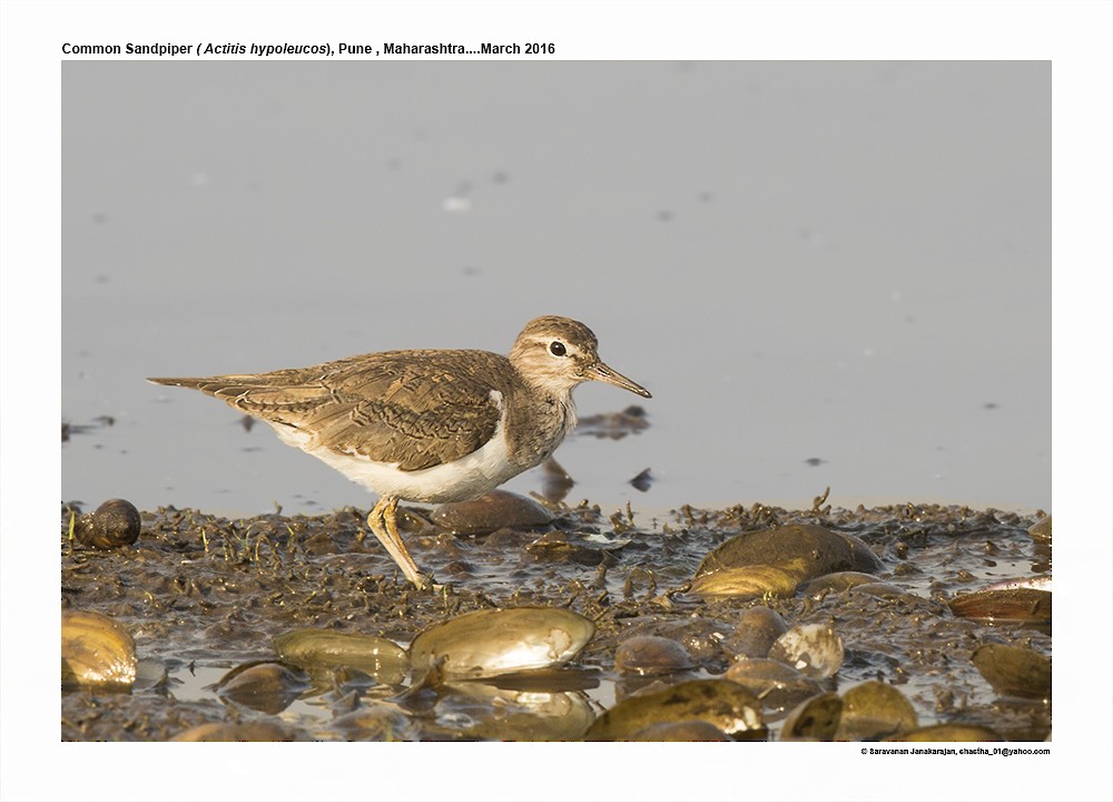 Common Sandpiper - ML617222388