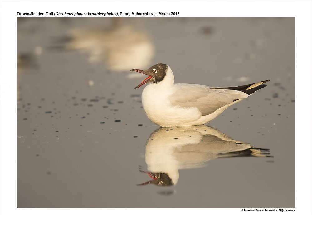 Brown-headed Gull - ML617222407