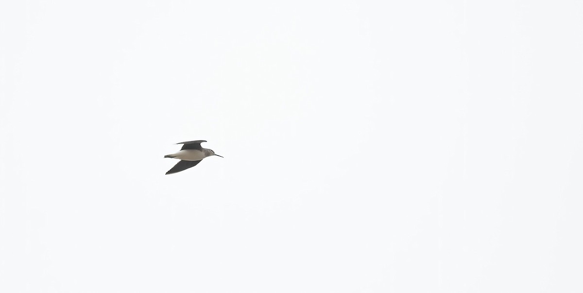 Green Sandpiper - ML617222424