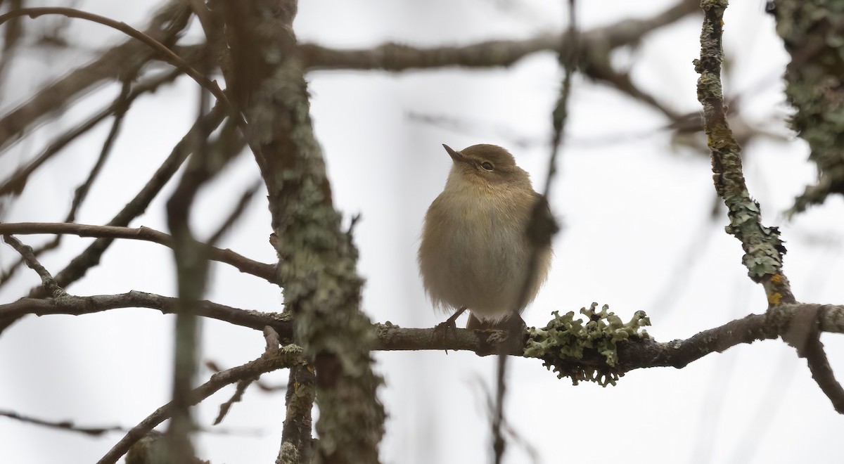 Common Chiffchaff (Common) - Eric Francois Roualet