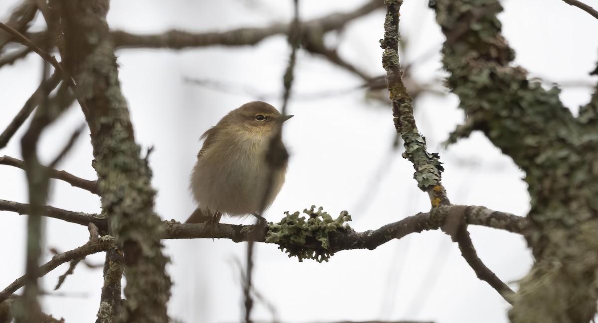 Common Chiffchaff (Common) - ML617222439