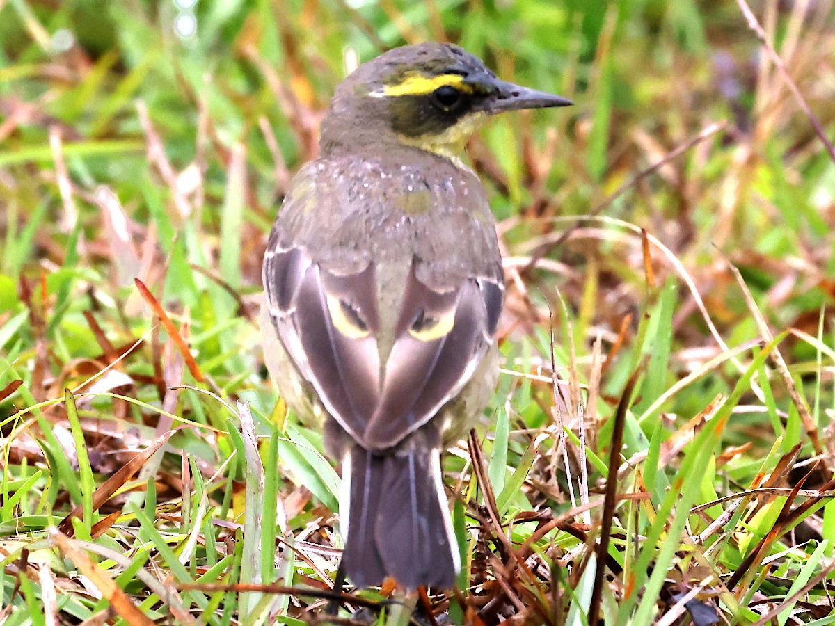 Eastern Yellow Wagtail - Peter Chen 2.0