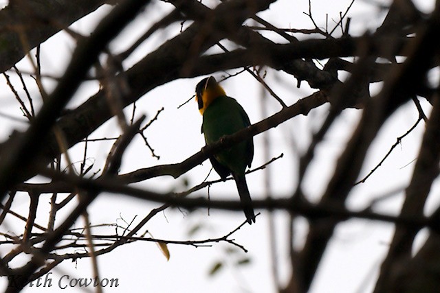 Long-tailed Broadbill - Keith Cowton