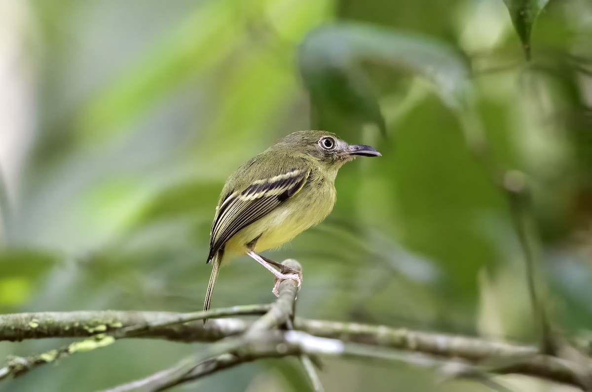 Southern Bentbill - ML617222465