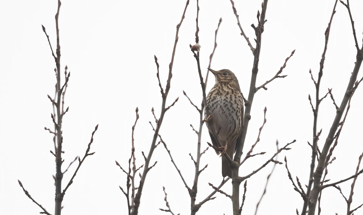 Song Thrush - Eric Francois Roualet