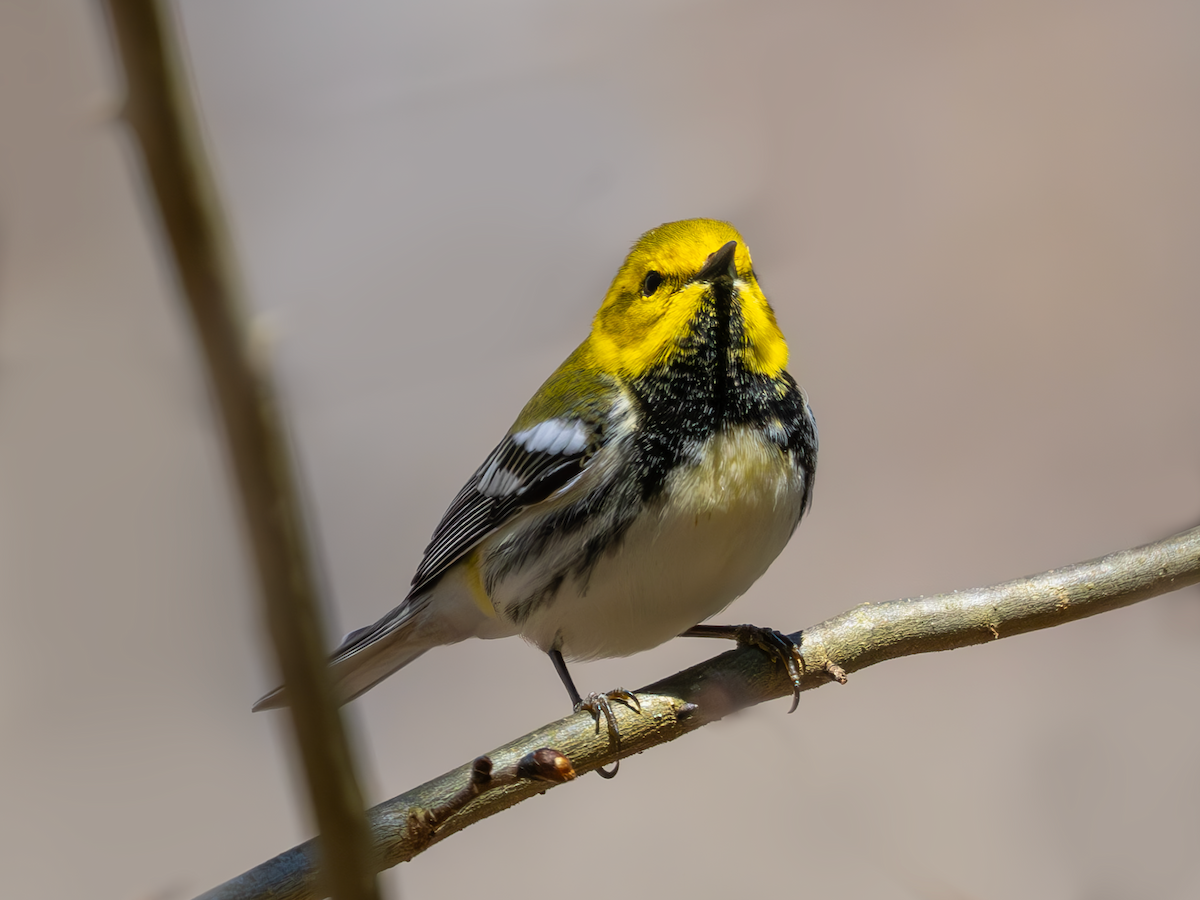 Black-throated Green Warbler - ML617222504