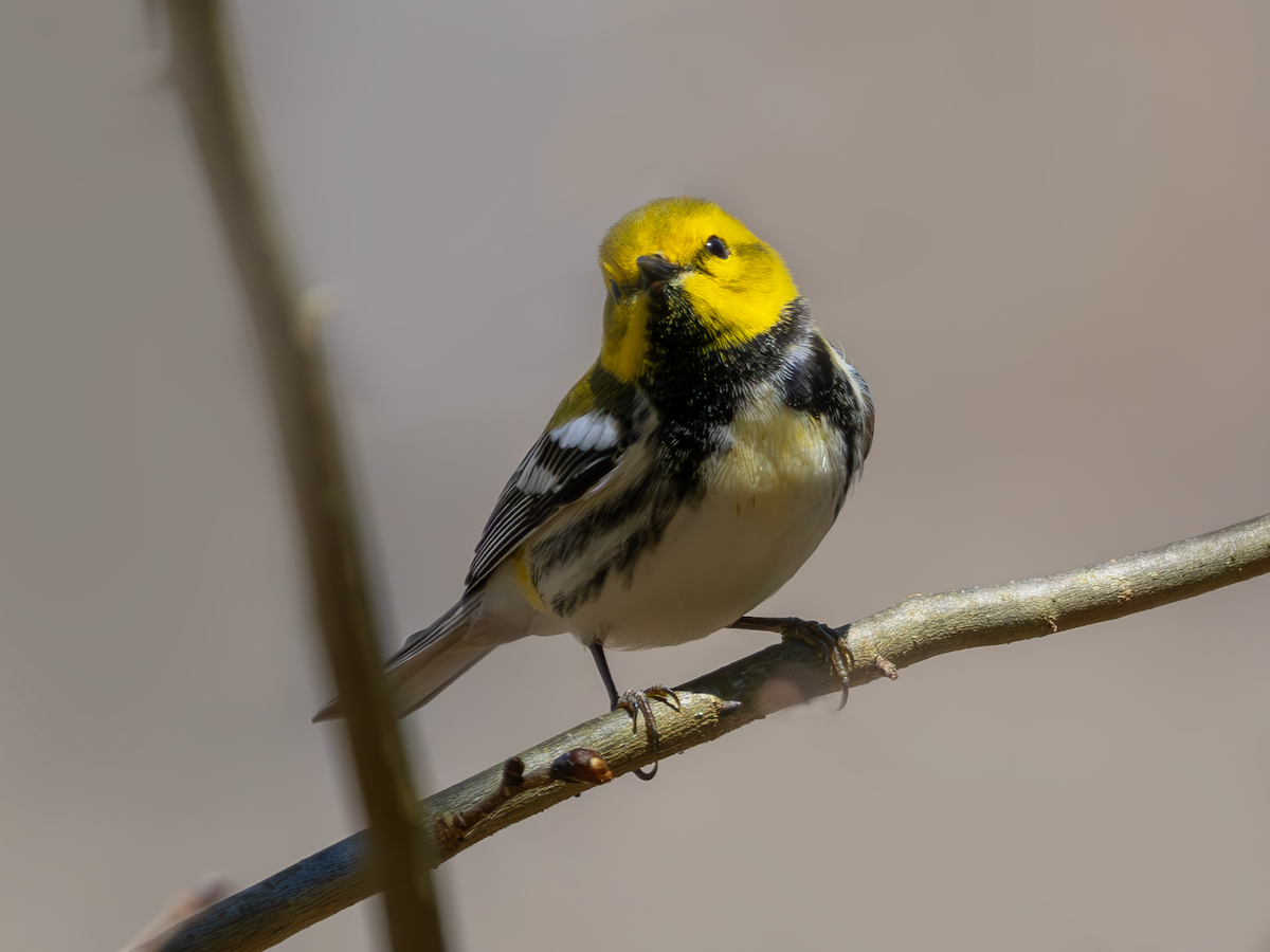 Black-throated Green Warbler - ML617222505