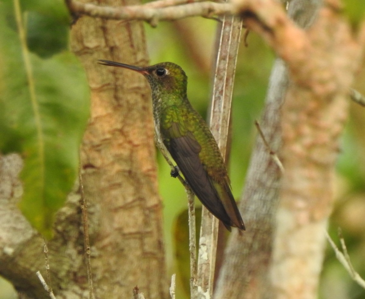 kolibřík zelenoocasý - ML617222518