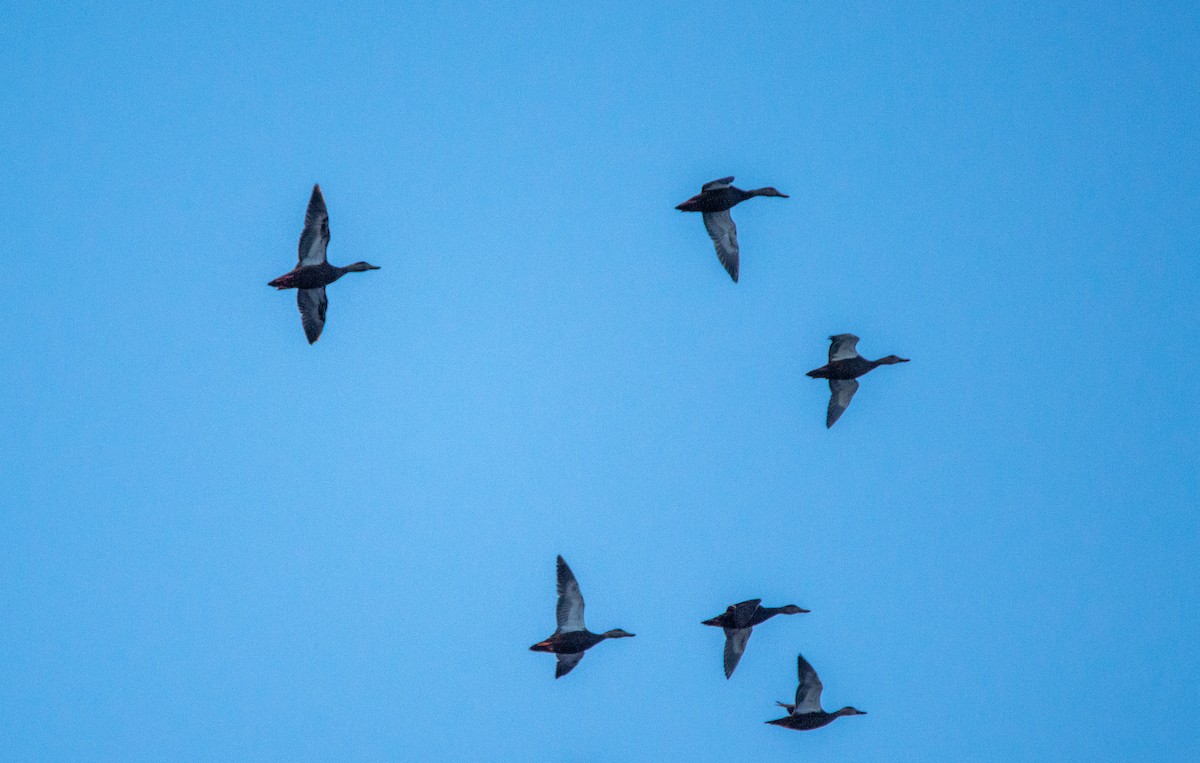 American Black Duck - ML617222550