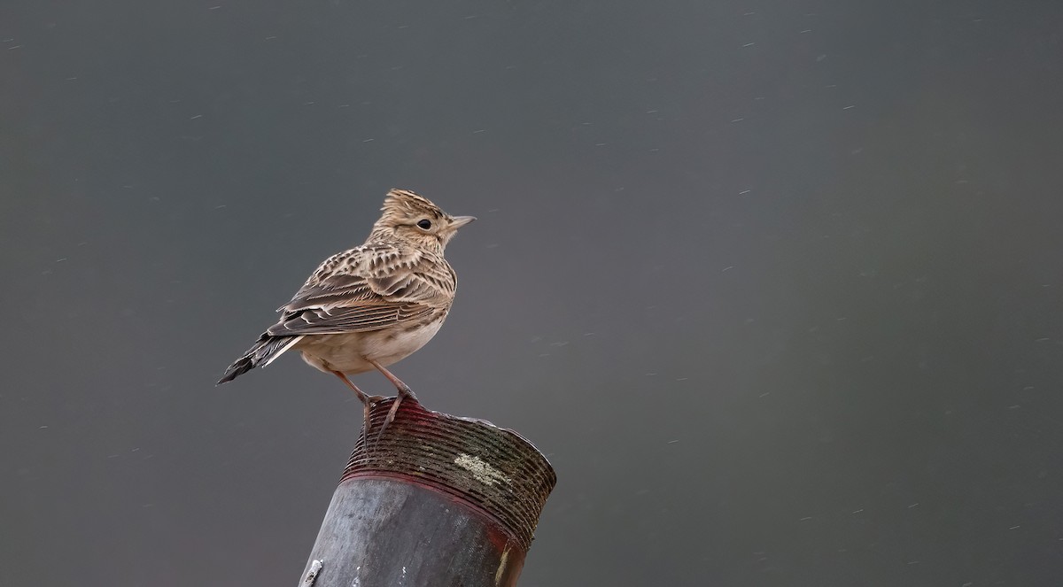 Eurasian Skylark (European) - Eric Francois Roualet