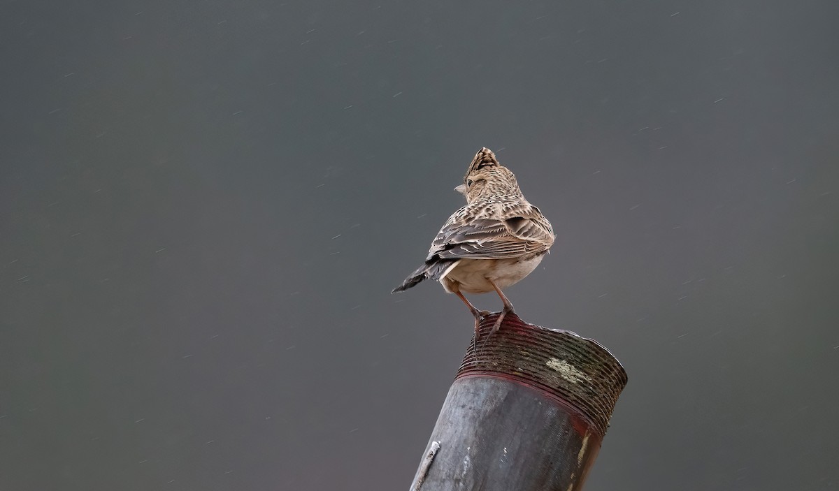 Eurasian Skylark (European) - ML617222577