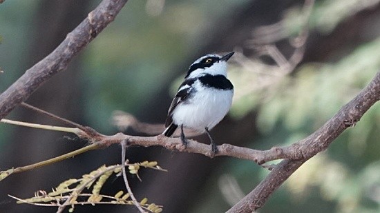 Senegal Batis - ML617222608