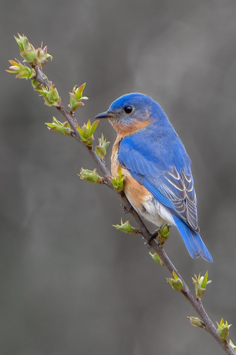 Eastern Bluebird - ML617222614