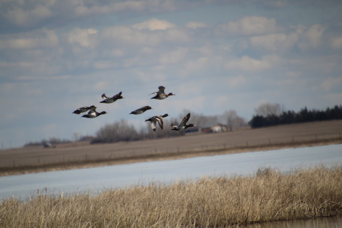 Lesser Scaup - ML617222638