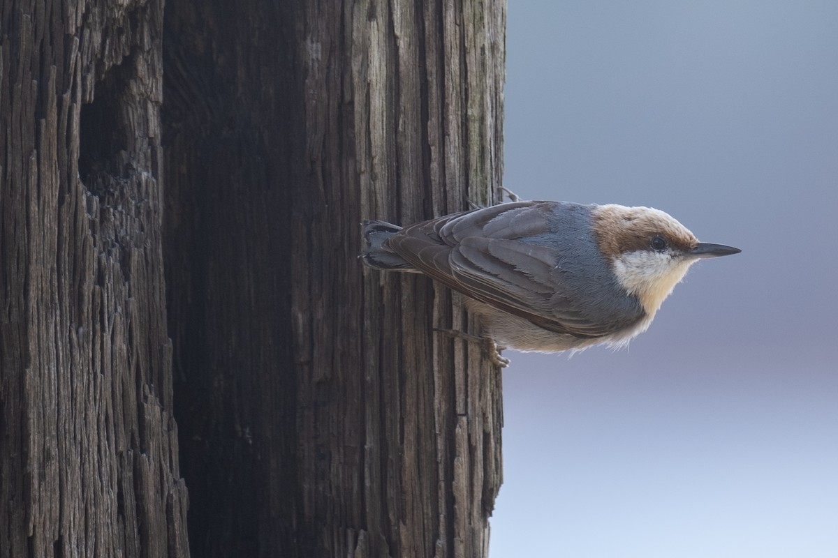 Brown-headed Nuthatch - ML617222646