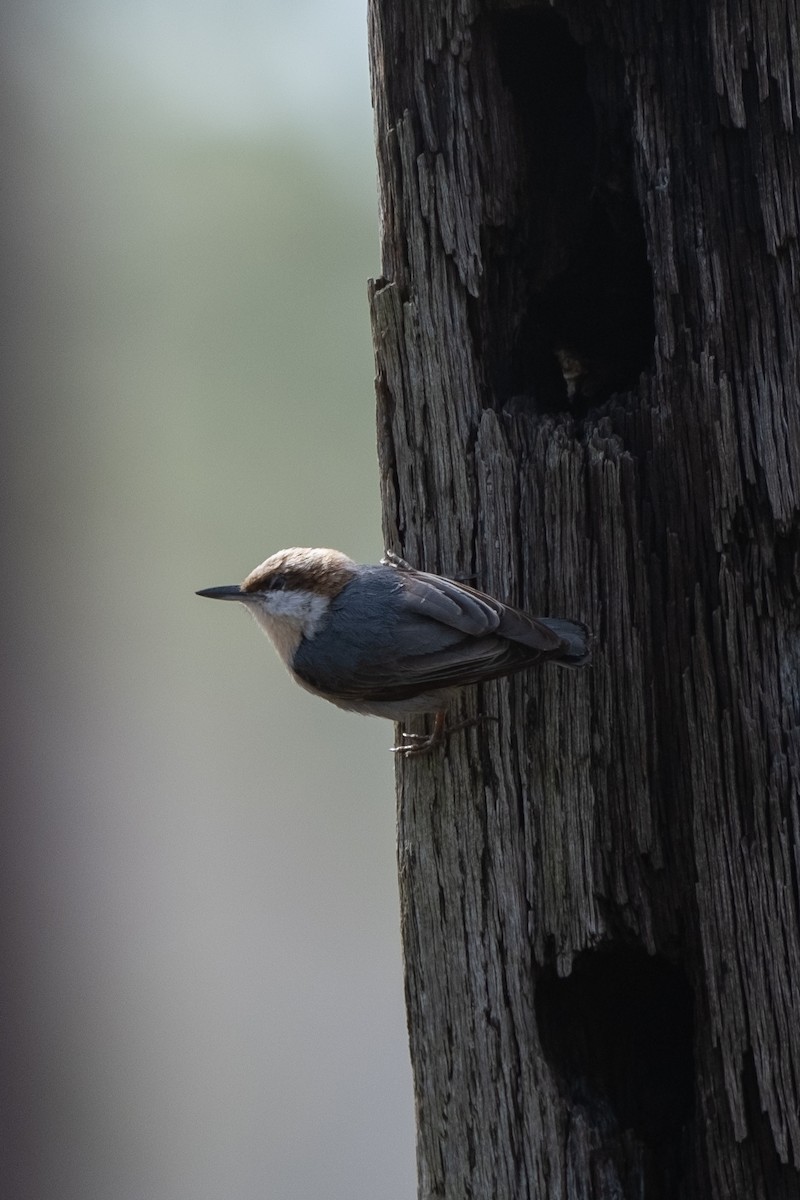 Brown-headed Nuthatch - ML617222647