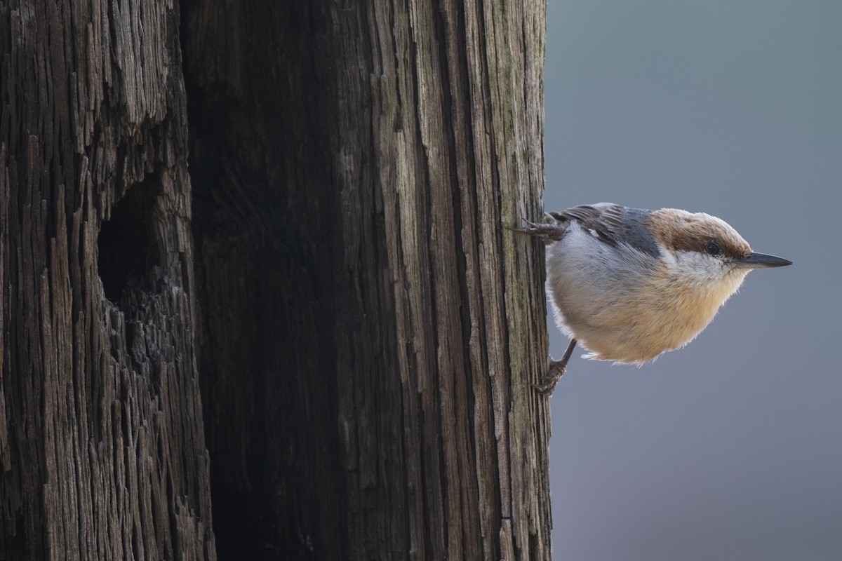 Brown-headed Nuthatch - ML617222648