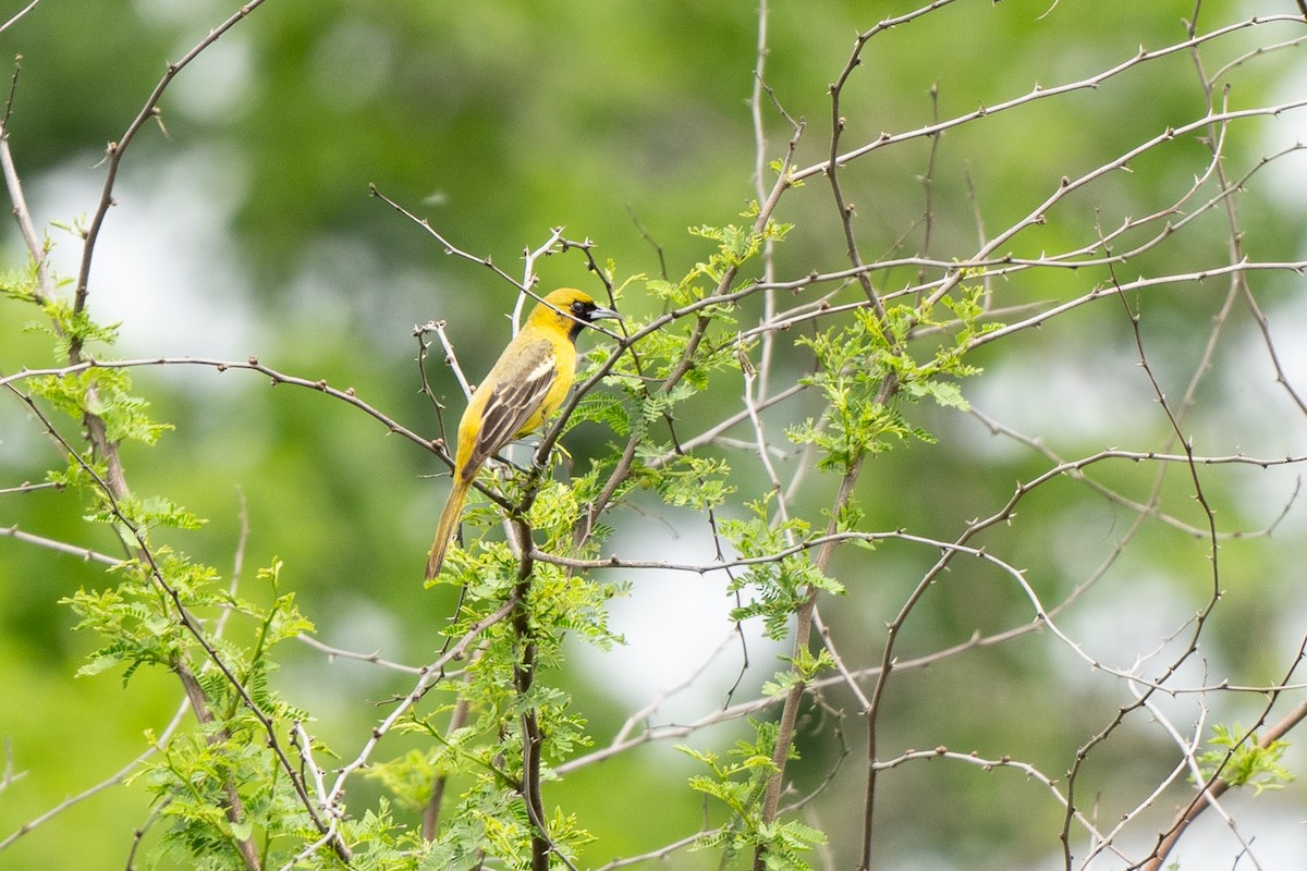 Orchard Oriole - ML617222673