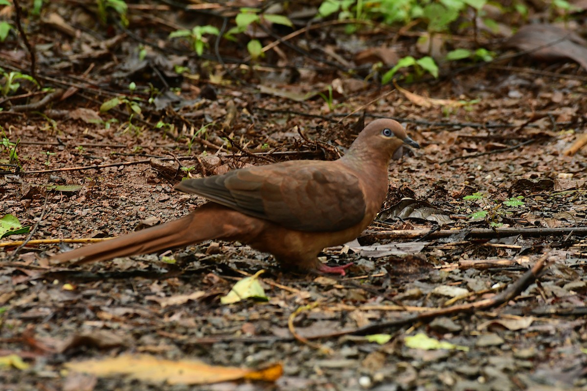 Brown Cuckoo-Dove - ML617222679