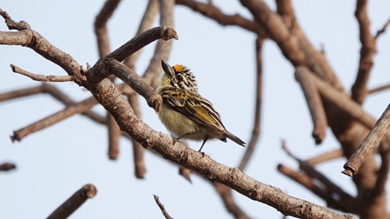 Yellow-fronted Tinkerbird - Nick Addey