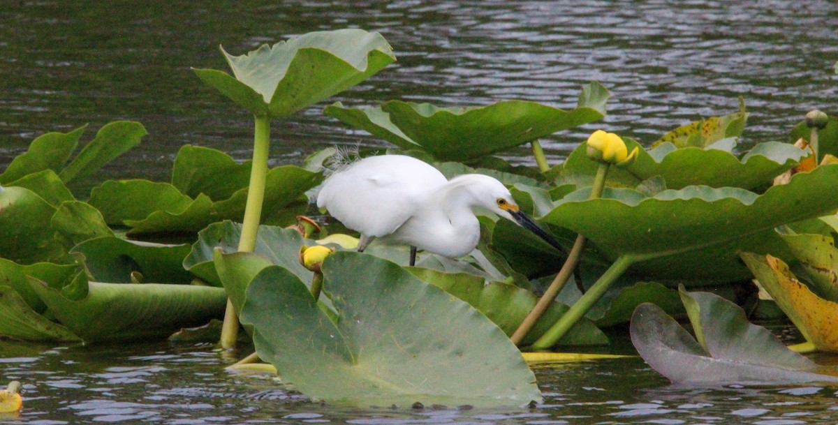 Snowy Egret - Morgan Sveen