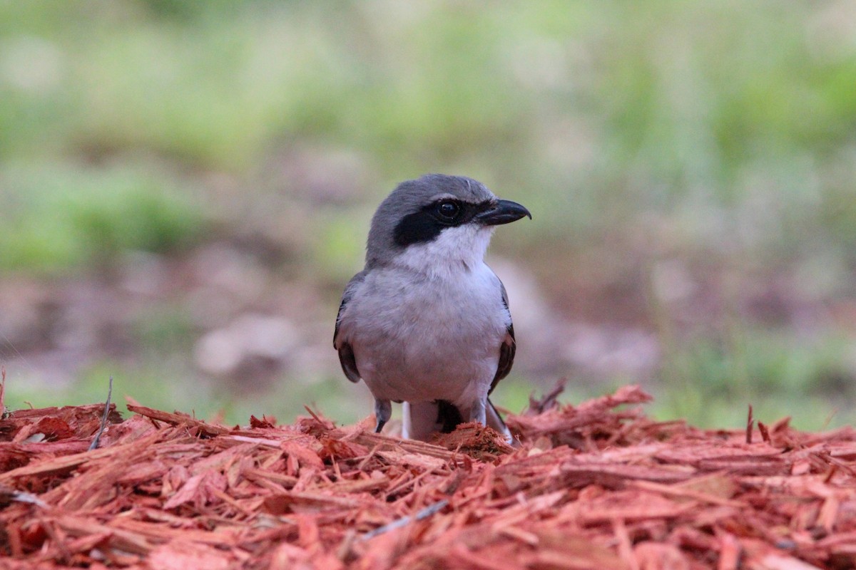 Pie-grièche migratrice - ML617222740