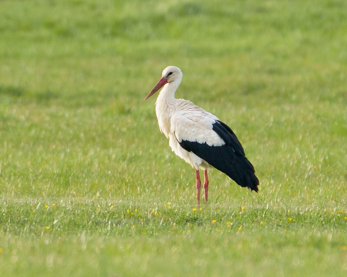 White Stork - ML617222754