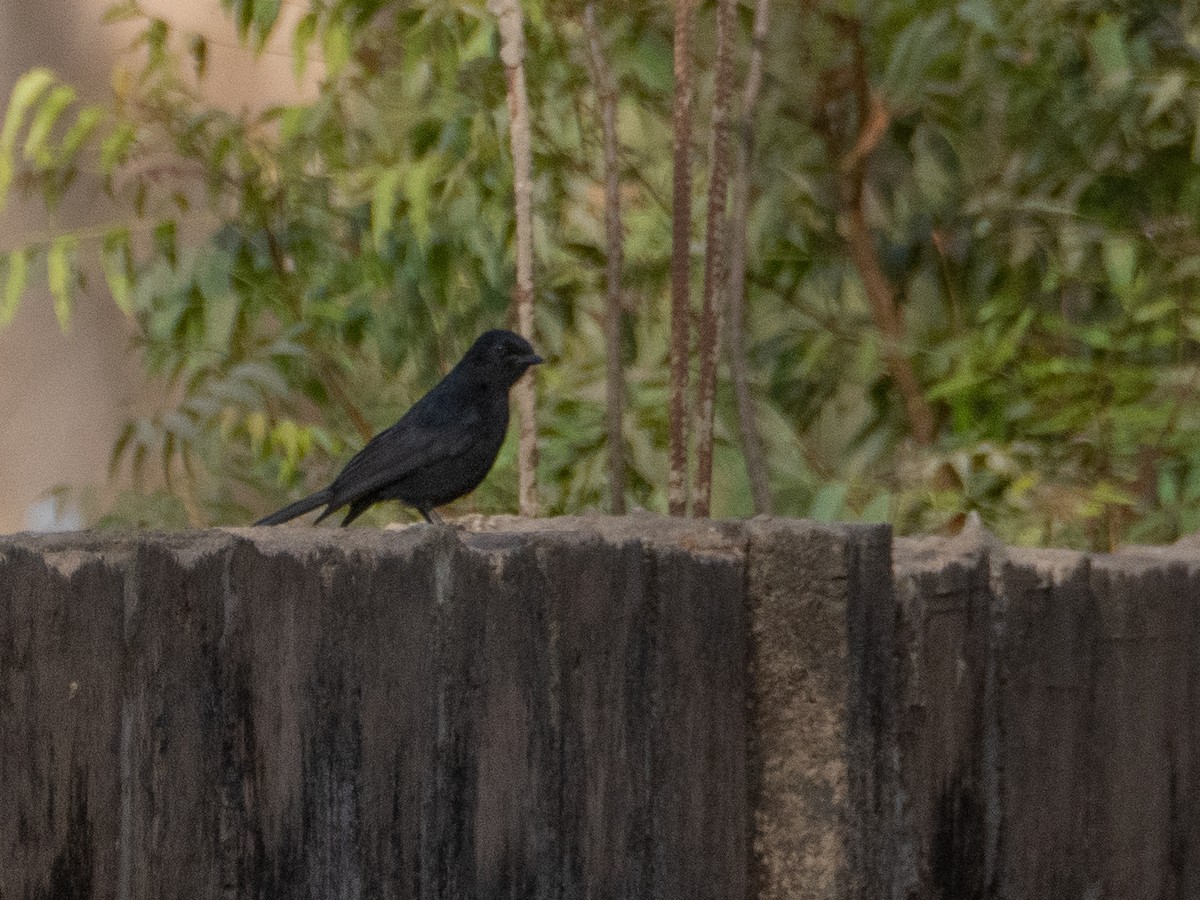 Northern Black-Flycatcher - ML617222784