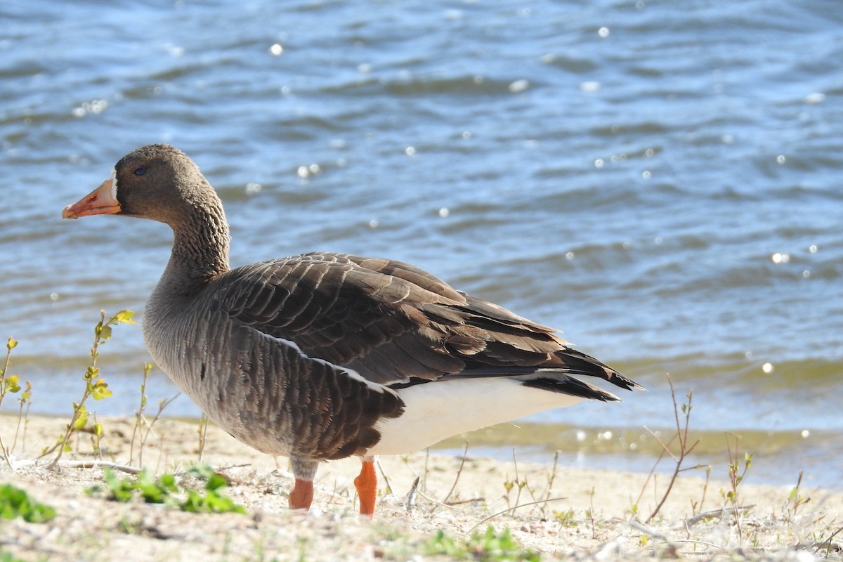 Greater White-fronted Goose - ML617222786