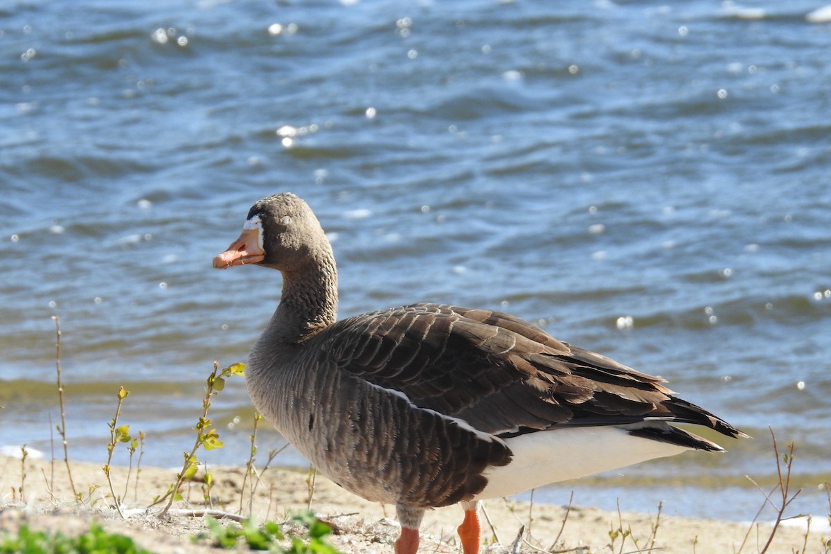 Greater White-fronted Goose - ML617222787