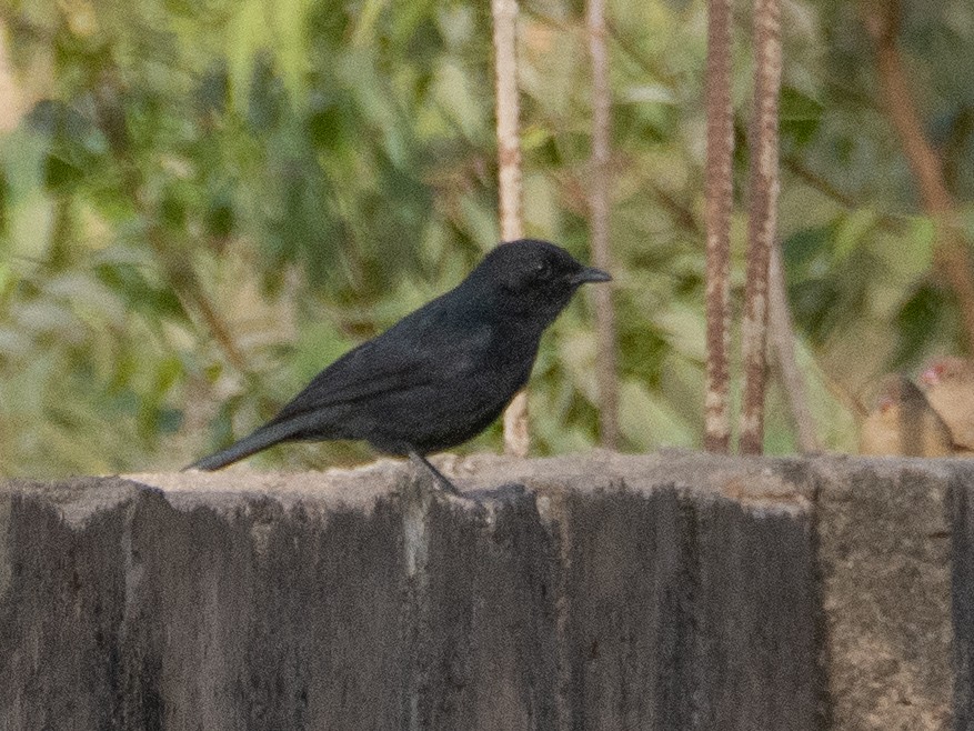 Northern Black-Flycatcher - ML617222789