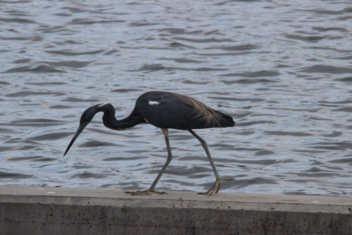 Tricolored Heron - ML617222793