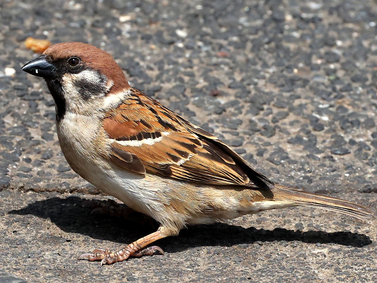 Eurasian Tree Sparrow - Peter Chen 2.0