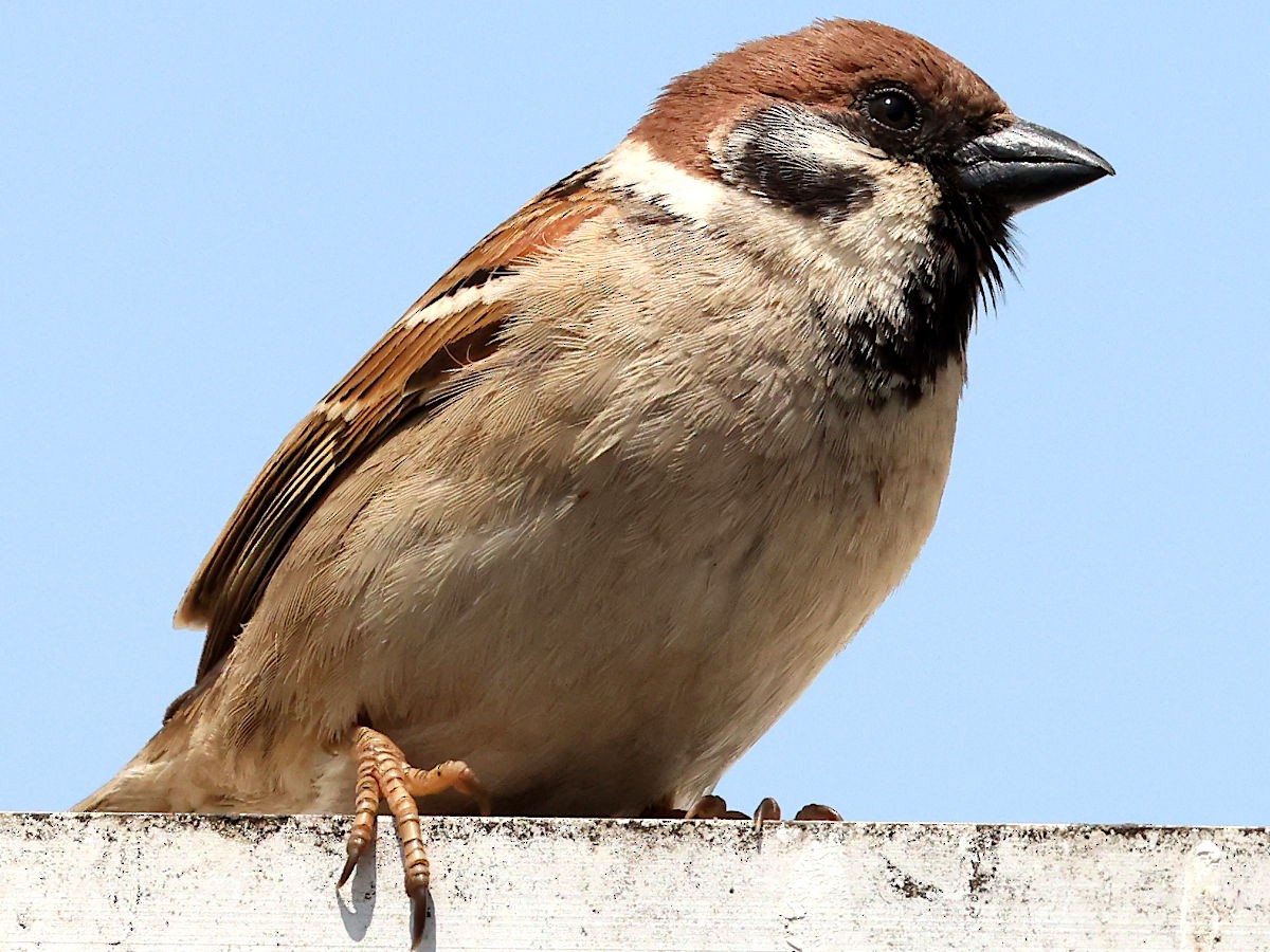 Eurasian Tree Sparrow - Peter Chen 2.0