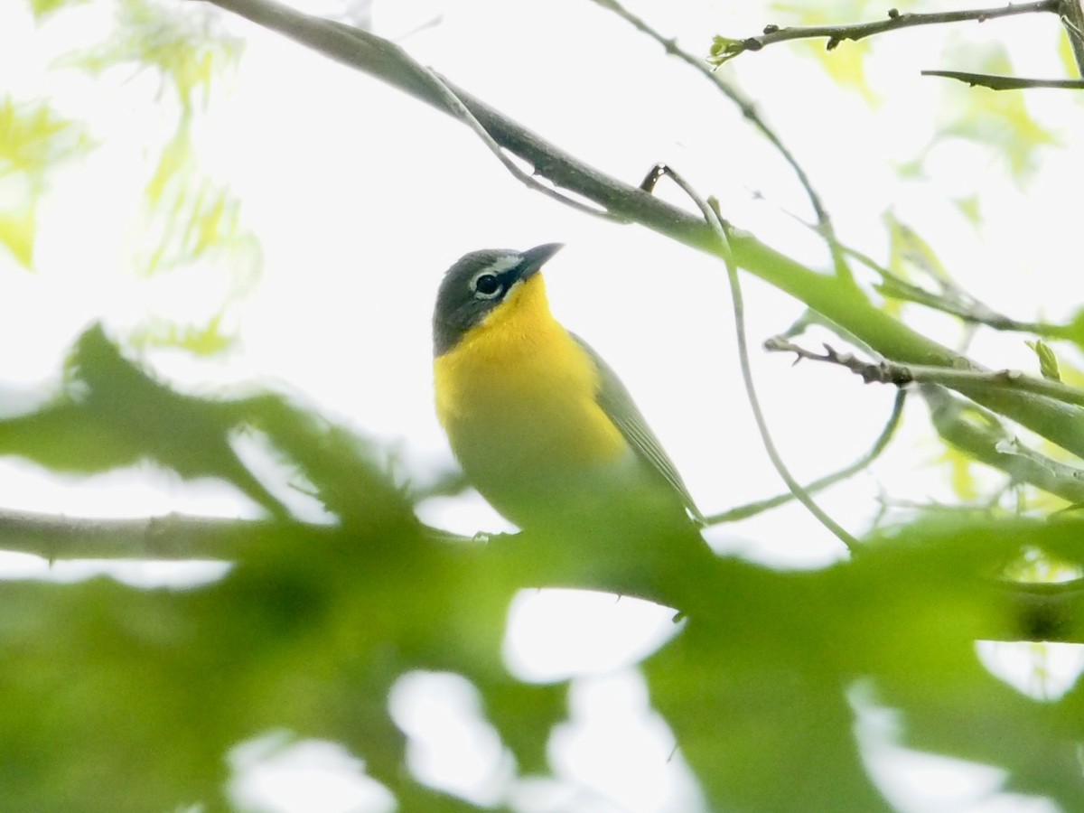 Yellow-breasted Chat - ML617222830