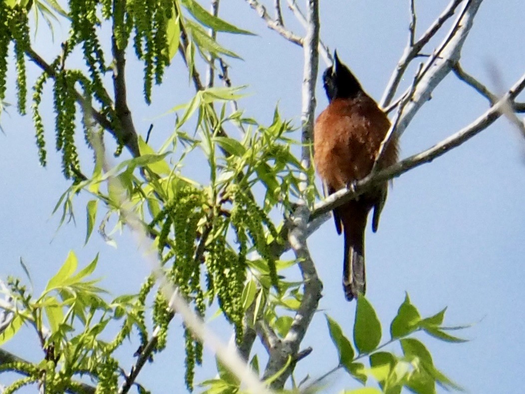 Orchard Oriole - ML617222841