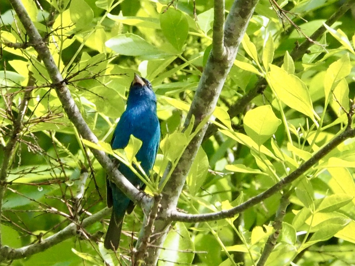 Indigo Bunting - ML617222846