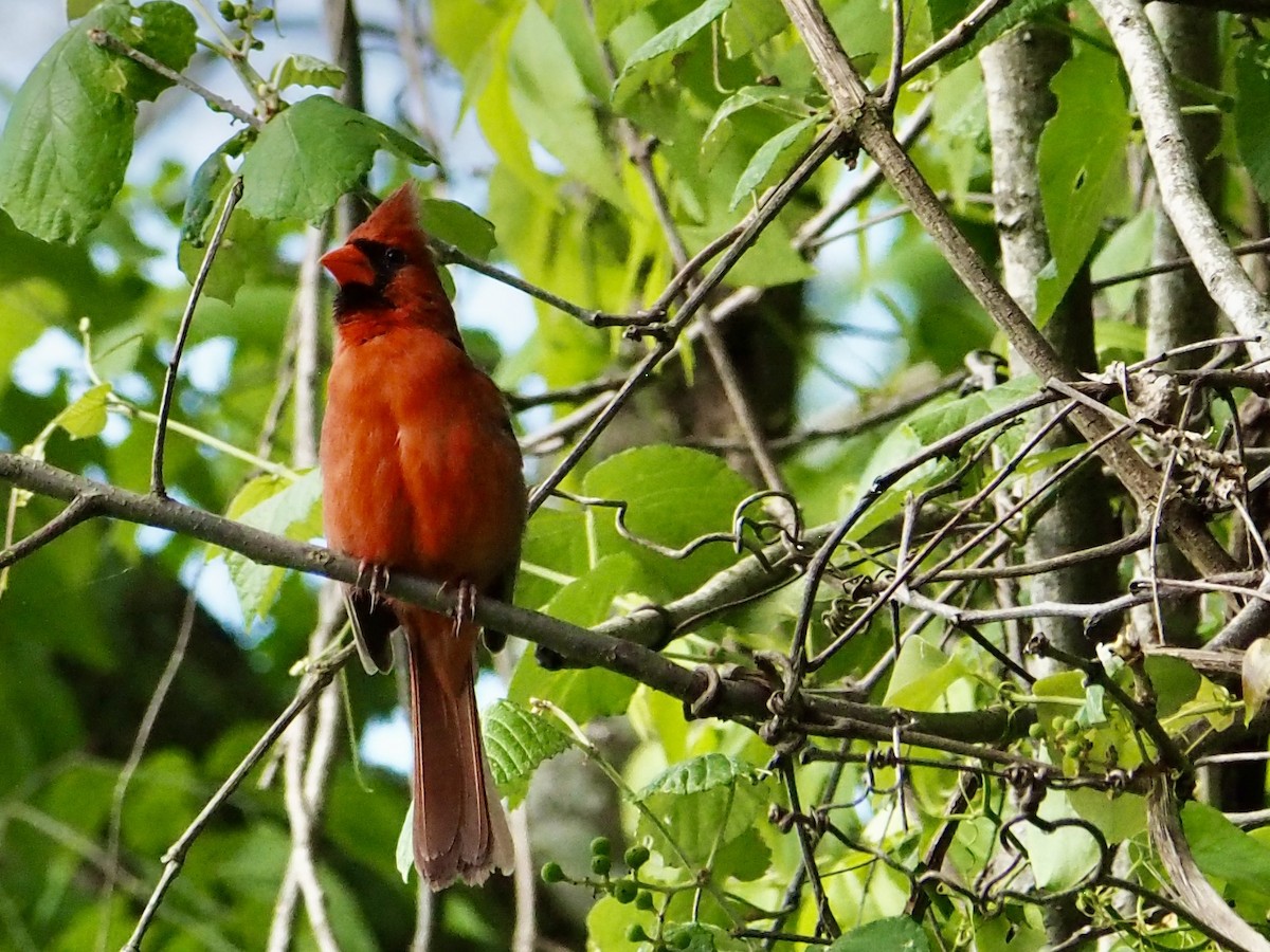 Northern Cardinal - ML617222850