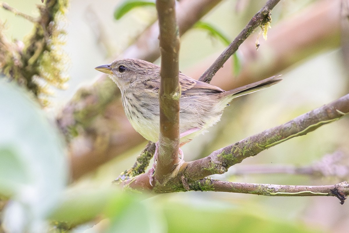 Yellow-browed Sparrow - Ryan Shean