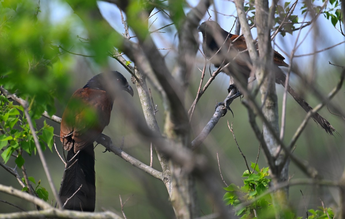 Greater Coucal (Greater) - Ting-Wei (廷維) HUNG (洪)