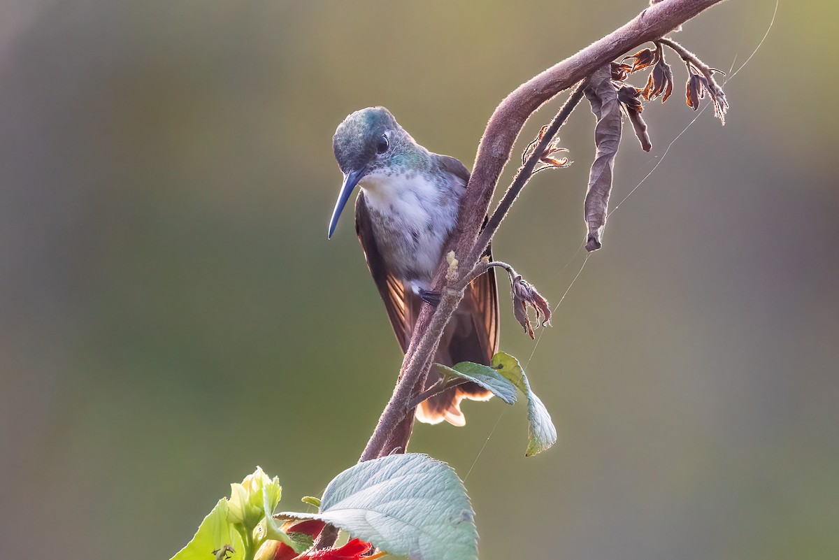 Azure-crowned Hummingbird - ML617222938