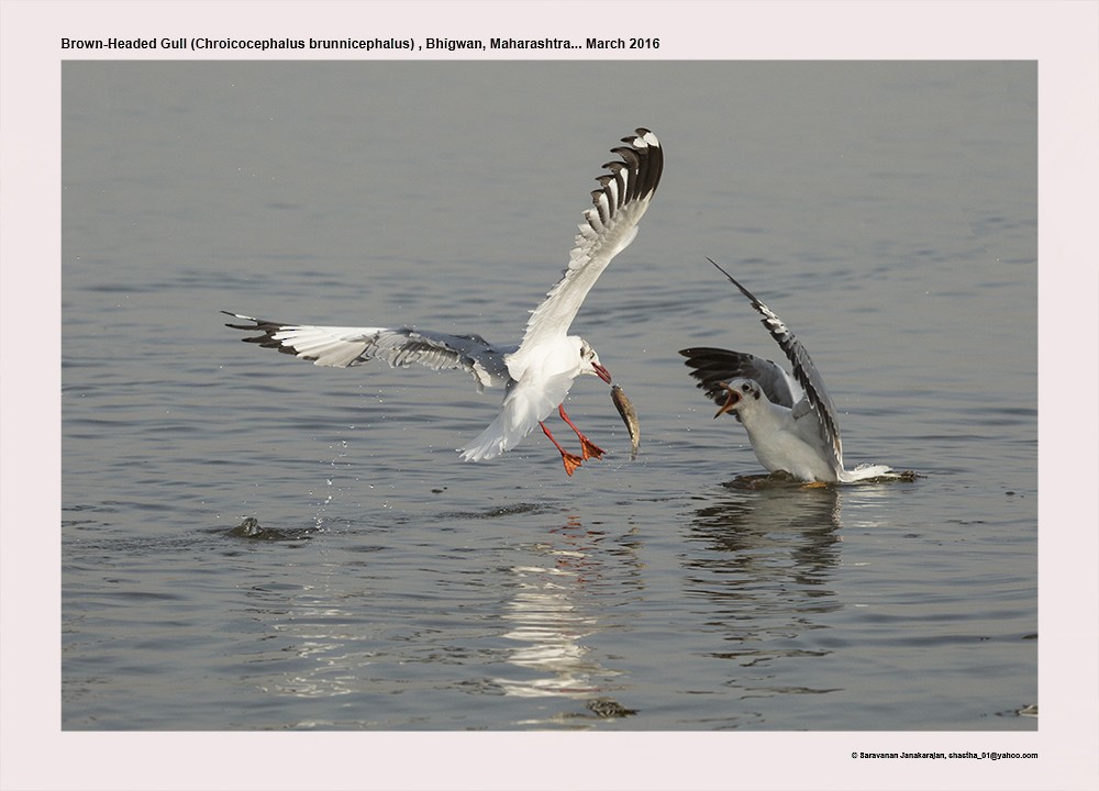 Brown-headed Gull - Saravanan Janakarajan