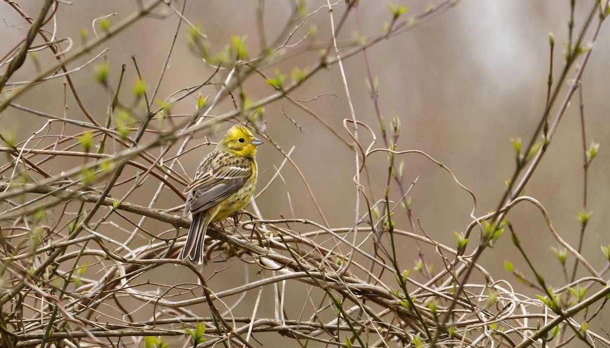 Yellowhammer - ML617222971