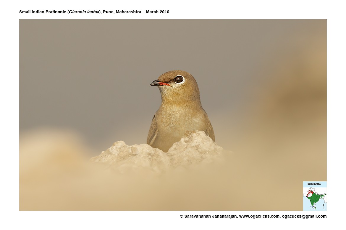 Small Pratincole - ML617222972