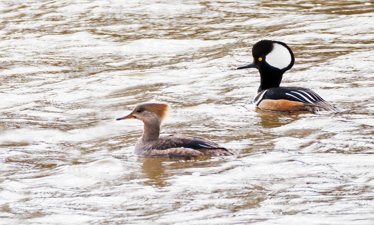 Hooded Merganser - ML617223015